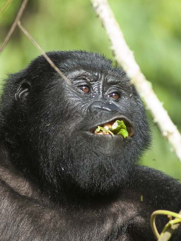 Gorilla in Bwindi Impenetrable National park