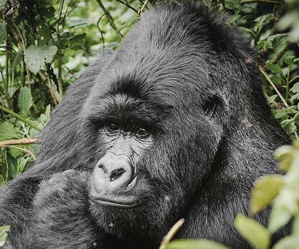 Gorilla in Bwindi Impenetrable National Park | 3 days Gorilla tracking