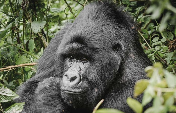 Gorilla in Bwindi Impenetrable National Park | 3 days Gorilla tracking