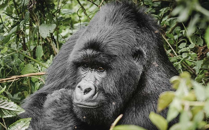 Gorilla in Bwindi Impenetrable National Park | 3 days Gorilla tracking