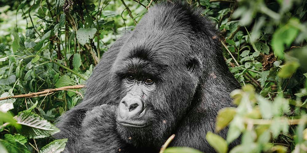 Gorilla in Bwindi Impenetrable National Park | 3 days Gorilla tracking