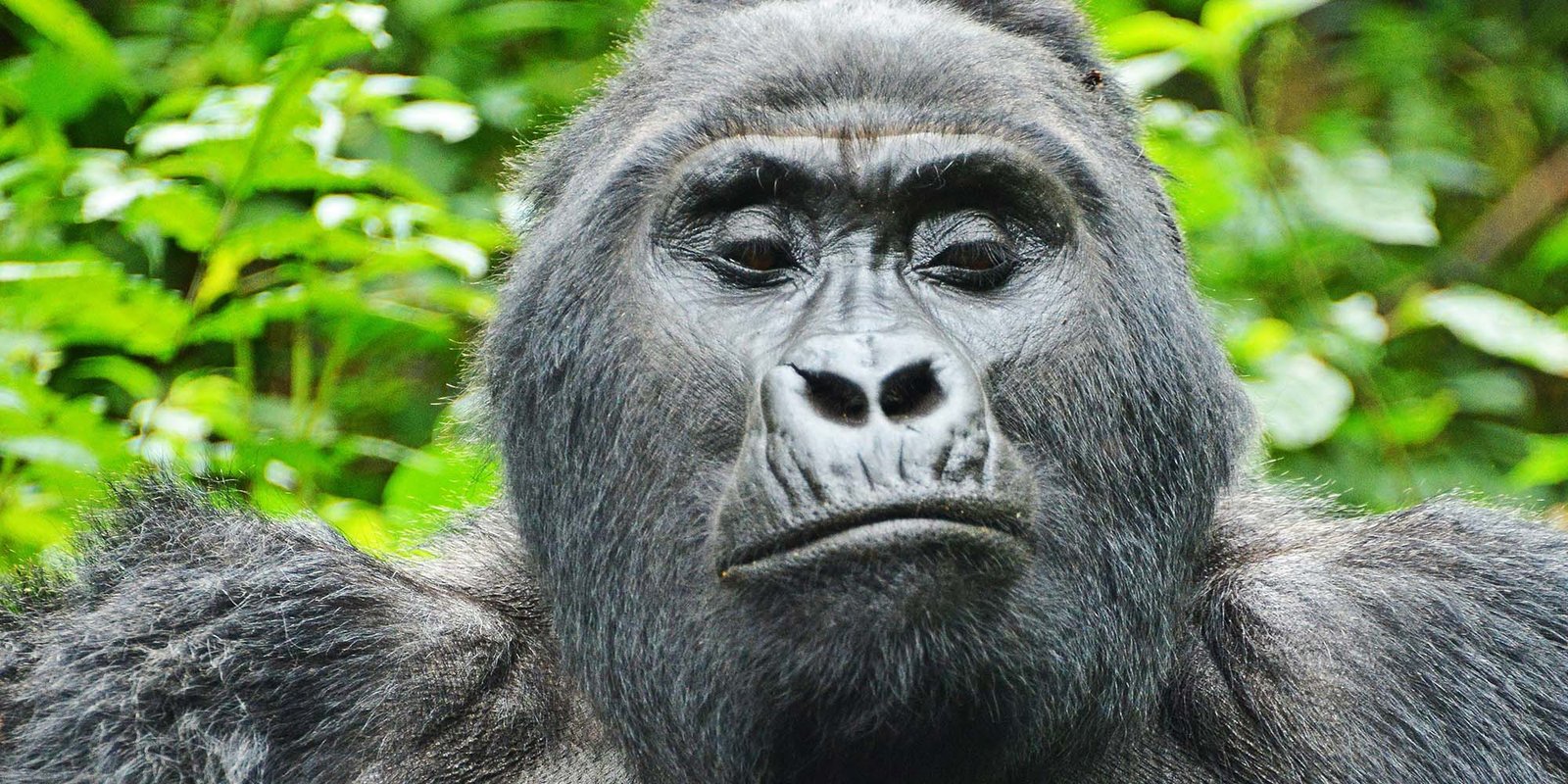 Bwindi Gorilla | Uganda | Bwindi impenetrable National Park | Ebony Malachite Safaris