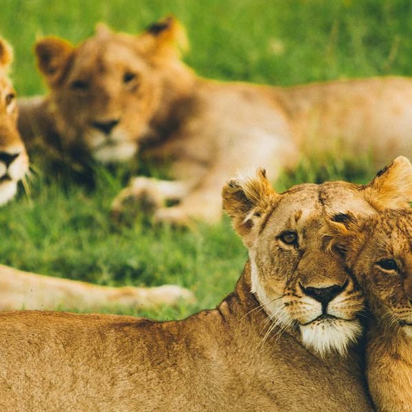 Lions in the Masai Mara | Kenya