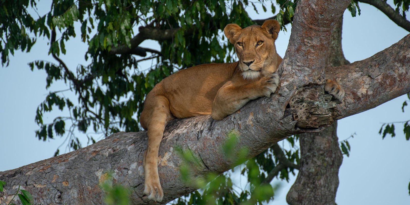 Tree climbing lion | Queen Elizabeth National Park | Uganda