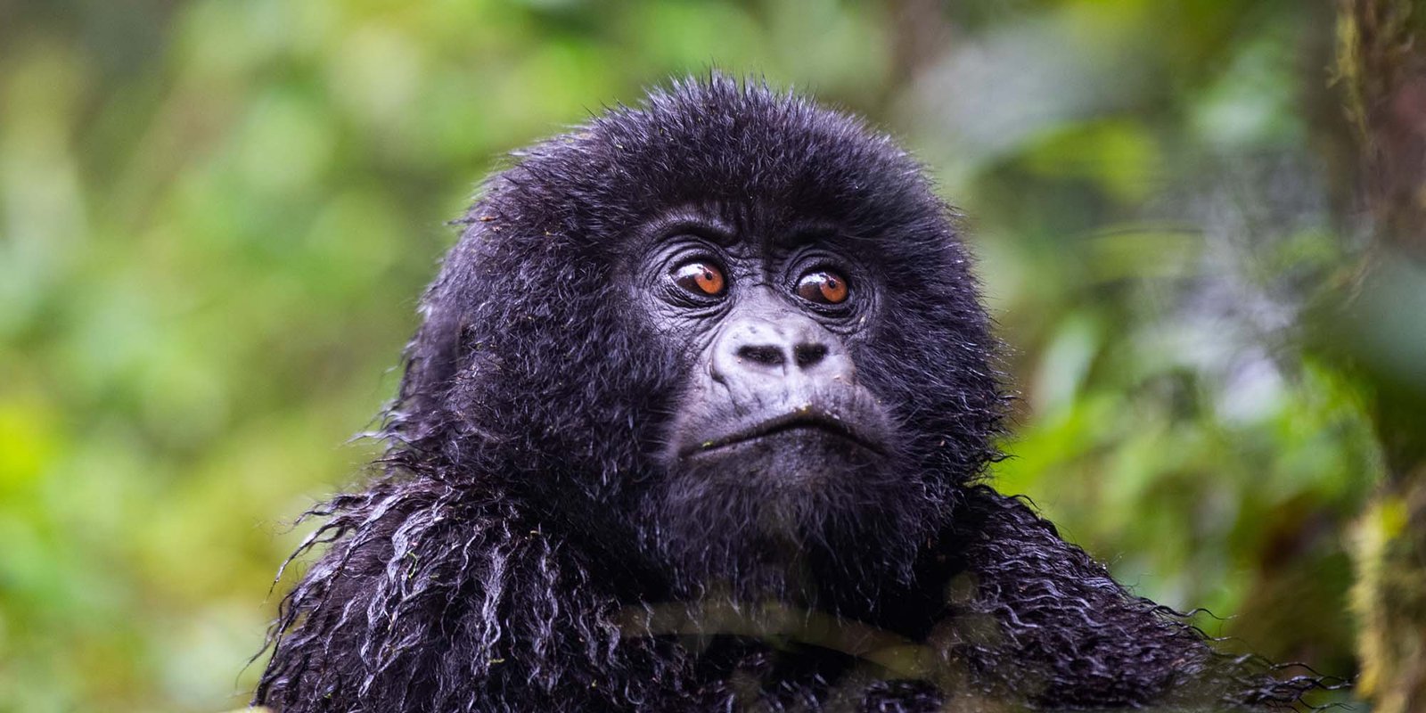 Volcanoes National Park | Rwanda